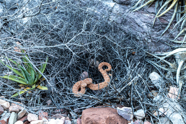 Pink rattlesnake. The picture is a little blurry, I didn't want to tempt fate and stand over him too long.