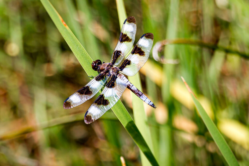 Nature - Dragonfly on a blade of grass in Sedona, Arizona
